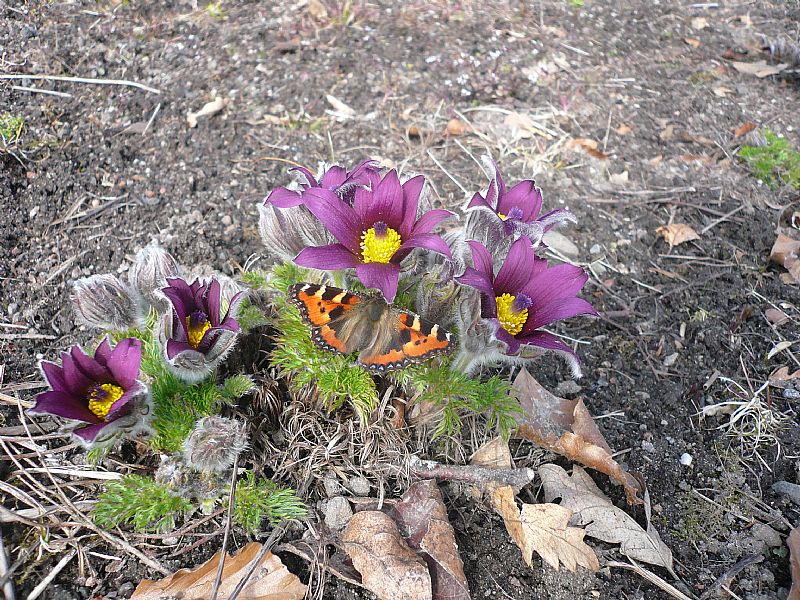 Poyntzfield Herb Nursery