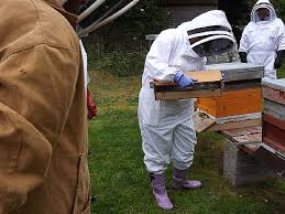 Dingwall & District Beekeepers' Association