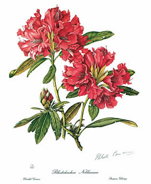 Allangrange Prints