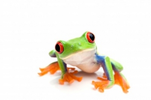 Tree Frog Therapy