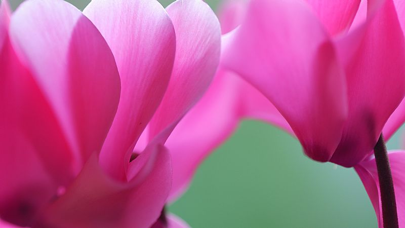 Simply Reiki