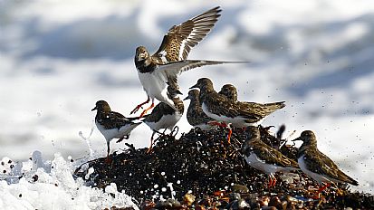 Turnstones