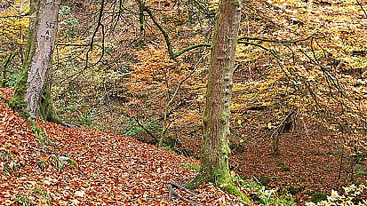 Fairy Glen, Rosemarkie