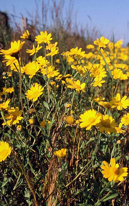 Corn marigold