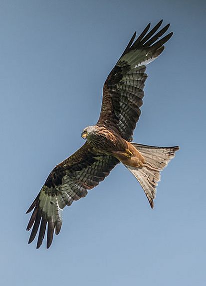 Red Kite