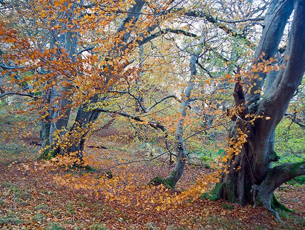 Beech in Drummondreach Oakwood