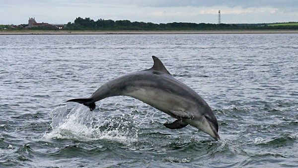 Bottlenose Dolphin