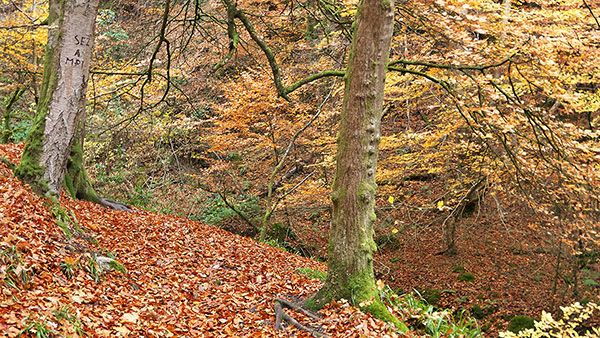 Fairy Glen