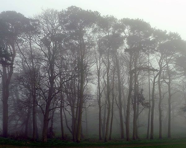 Rookery at Rosemarkie