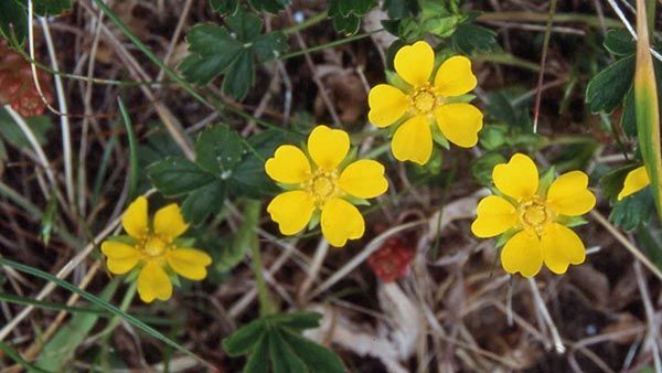 Spring cinquefoil