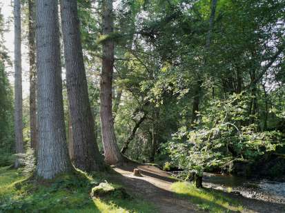 Littleburn Wood