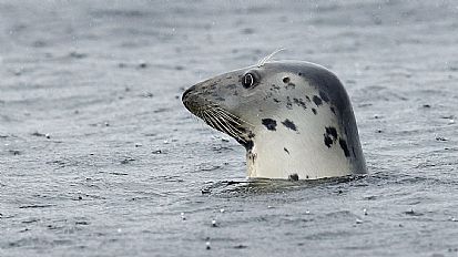 Grey seal at Chanonry Point