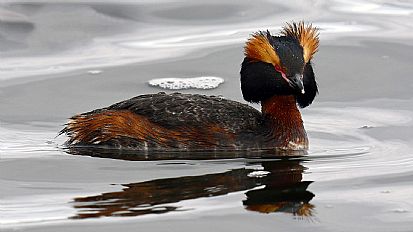 Slavonian Grebe